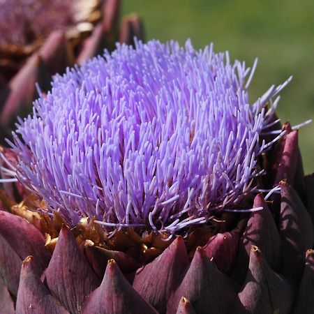 Le Mas De Doat, Gite De Charme 4 Etoiles Dans Le Triangle D Or Proche Gaillac Et Albi Senouillac Екстер'єр фото