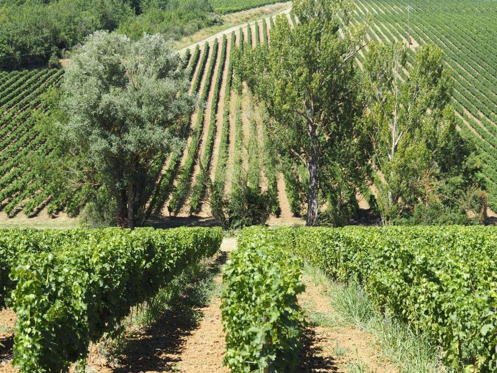 Le Mas De Doat, Gite De Charme 4 Etoiles Dans Le Triangle D Or Proche Gaillac Et Albi Senouillac Екстер'єр фото