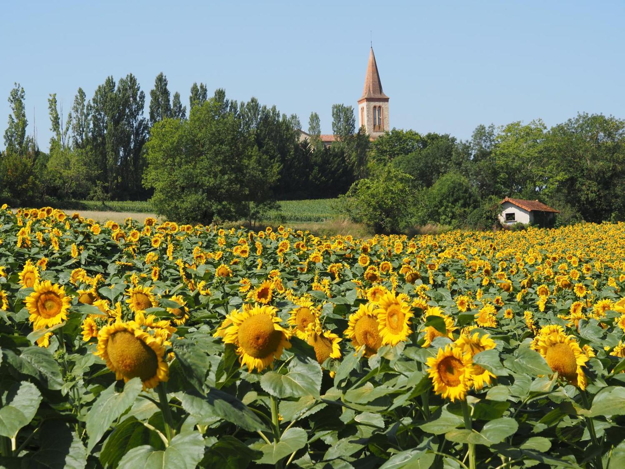 Le Mas De Doat, Gite De Charme 4 Etoiles Dans Le Triangle D Or Proche Gaillac Et Albi Senouillac Екстер'єр фото